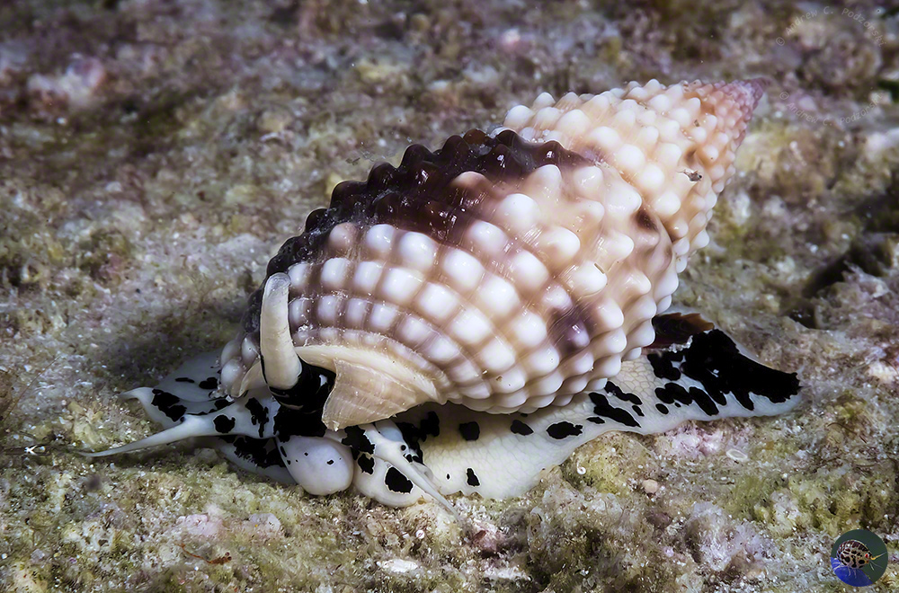 Nassarius papillosus