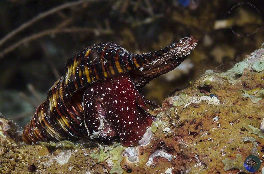 Pleuroploca trapezium