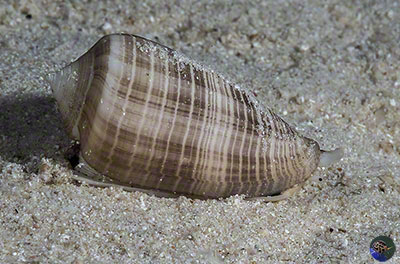 Conus cf. figulinus