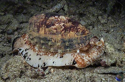 Conus geographicus