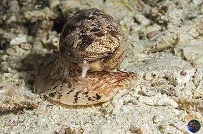 Conus geographicus