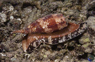Conus geographicus