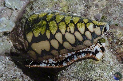 Conus marmoreus