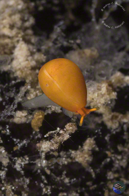 Cystiscus cymbalum