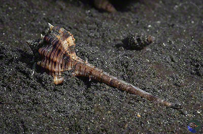 Haustellum haustellum 