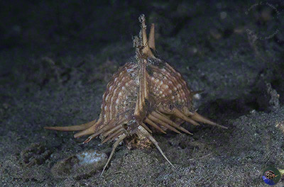 Murex  acanthostephes