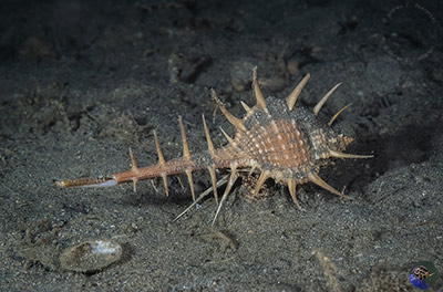 Murex  acanthostephes