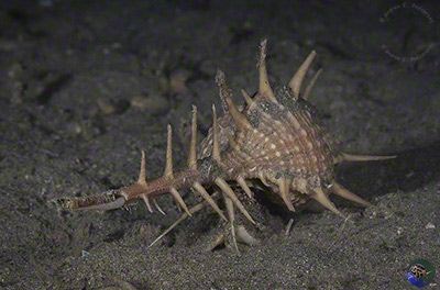 Murex  acanthostephes