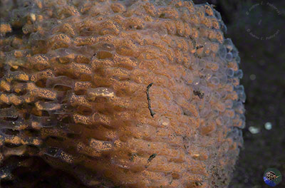 Murex sp. egg case