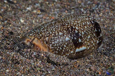 Oliva reticulata