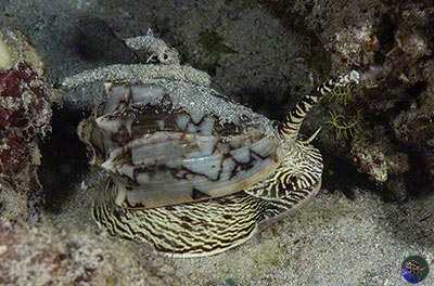 Cymbiola vespertilio