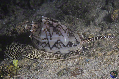 Cymbiola vespertilio