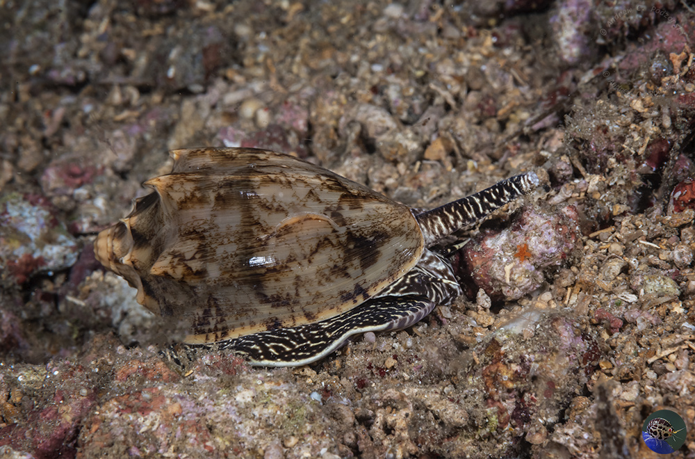 Cymbiola vespertilio