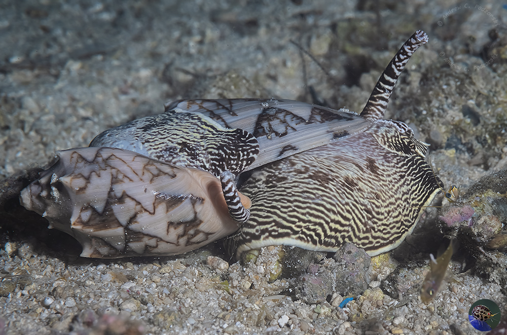 Cymbiola vespertilio - mating