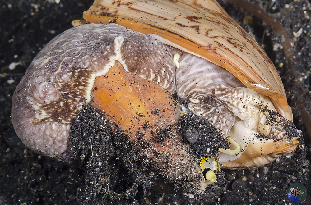 05-Cymbiola vespertilio - feeding on a cone