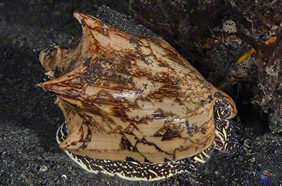 Cymbiola vespertilio