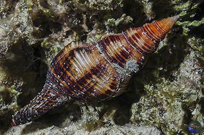 Pleuroploca filamentosa