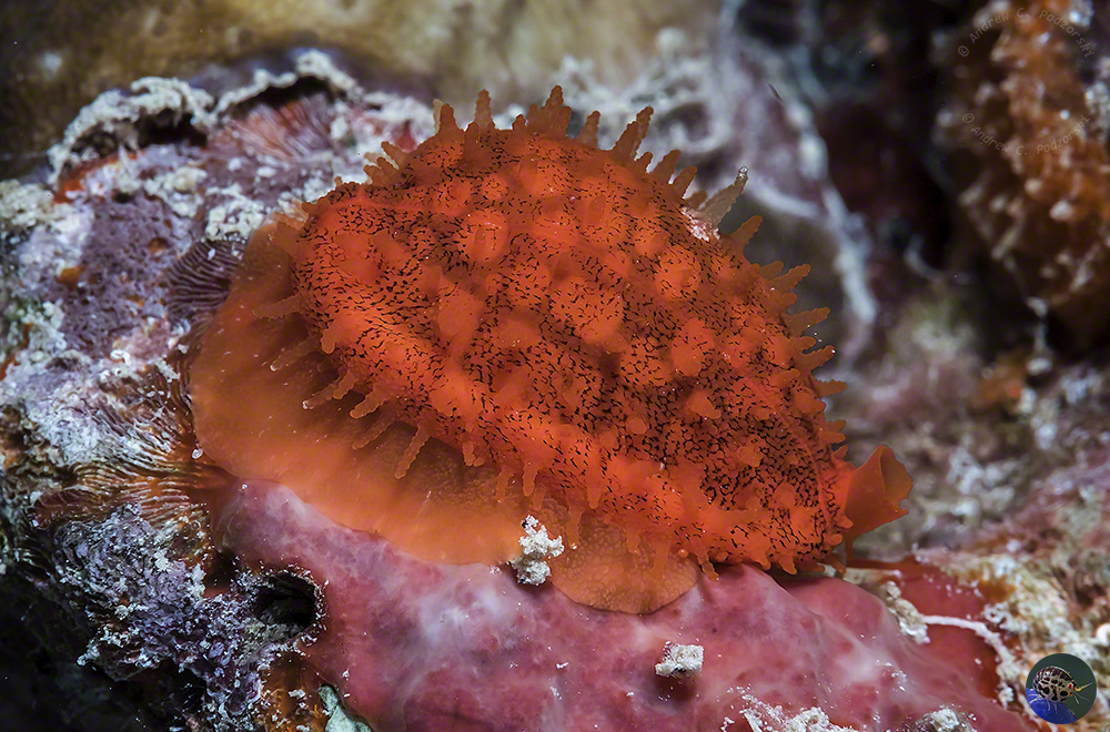 Cribrarula cribraria