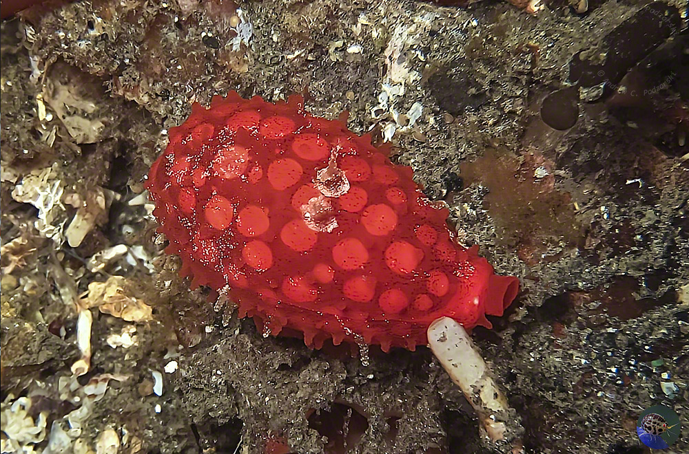 Cribrarula cribraria