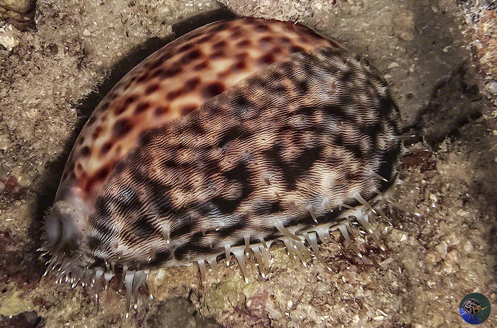 Cypraea tigris