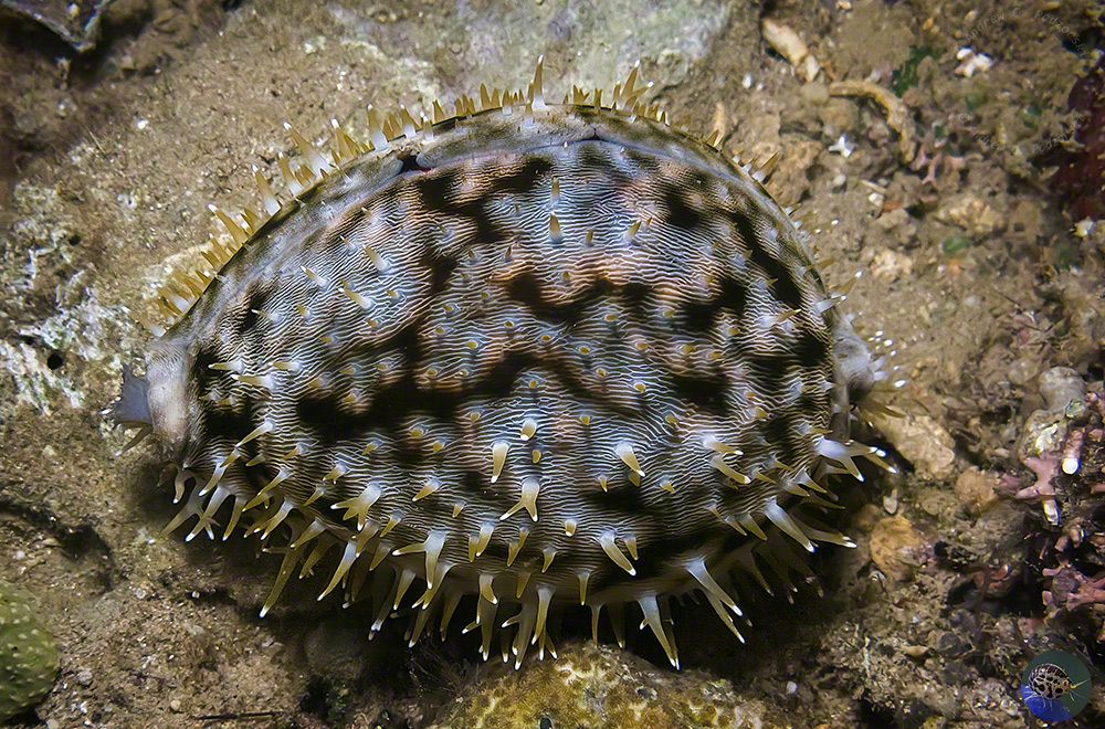 Cypraea tigris