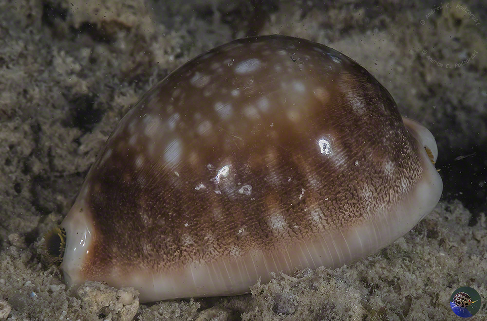 Lyncina vitellus
