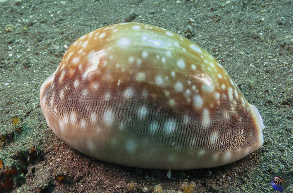 Lyncina vitellus