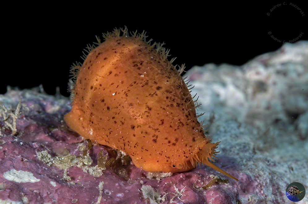 Palmadusta cf. lutea