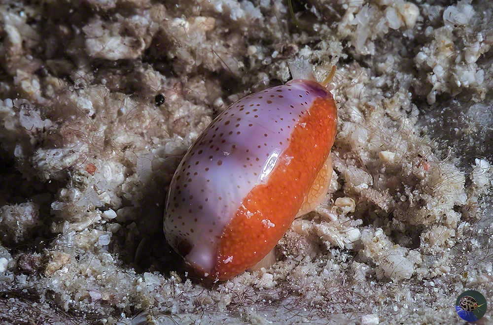 Pupuradusta cf. minoridens