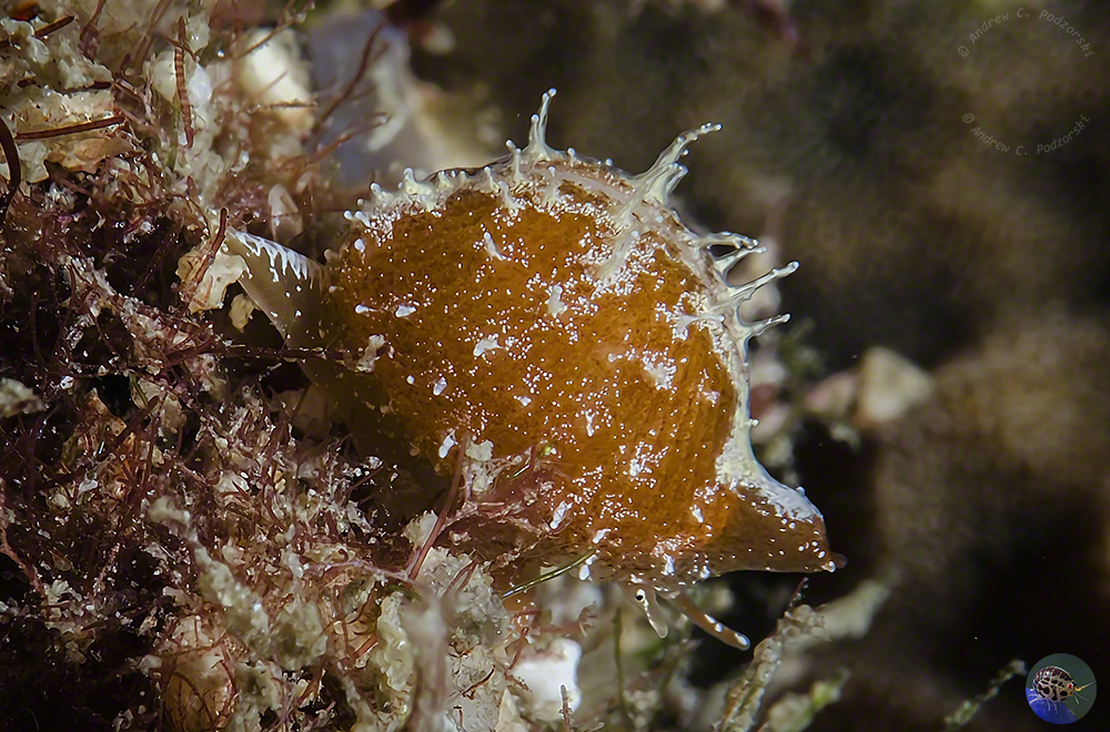 Pustularia sp.