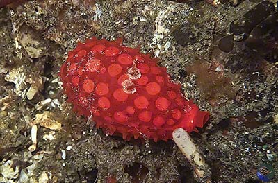 Cribrarula cribraria
