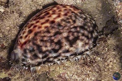 Cypraea tigris