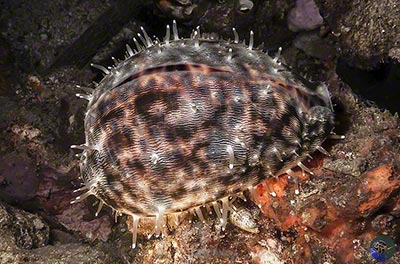 Cypraea tigris