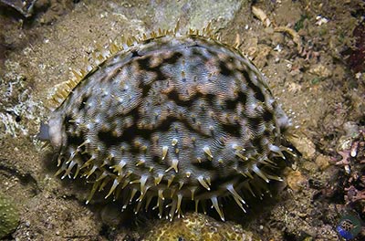 Cypraea tigris
