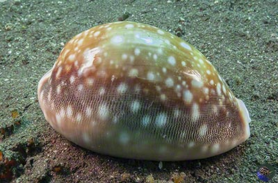 Lyncina vitellus