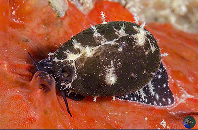 Palmadusta clandestina