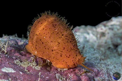 Palmadusta cf. lutea