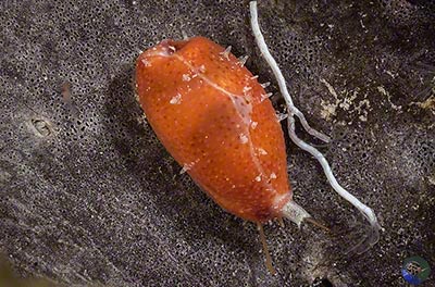 Pupuradusta cf. minoridens