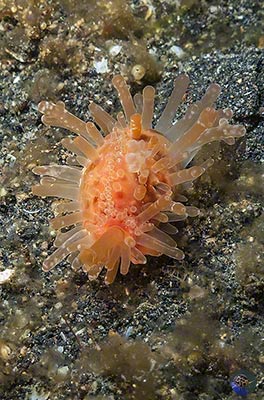 Staphylaea cf. limacina