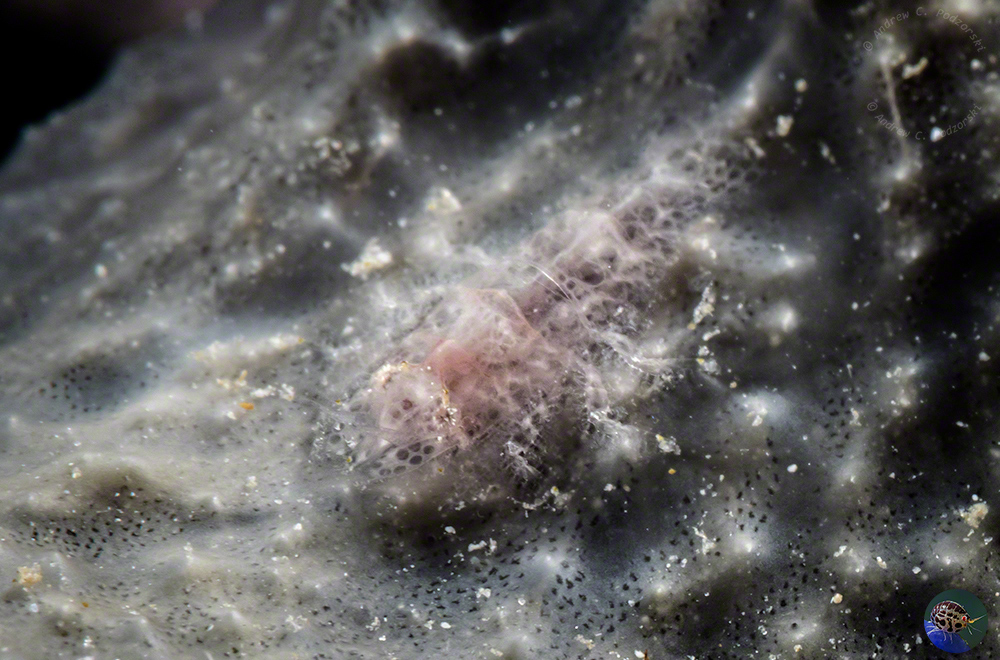 Gelastocaris paronae