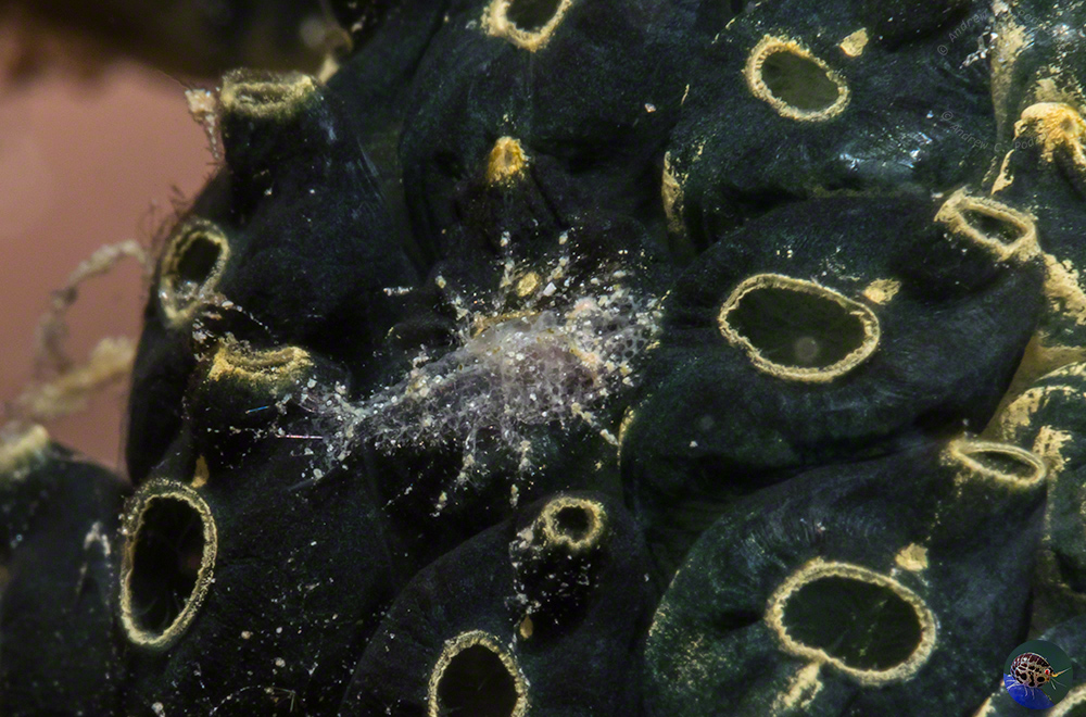 Gelastocaris paronae - here almost transparentt & looking like sand grains