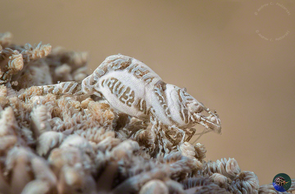 Hyppolyte commensalis - commensal on soft coral