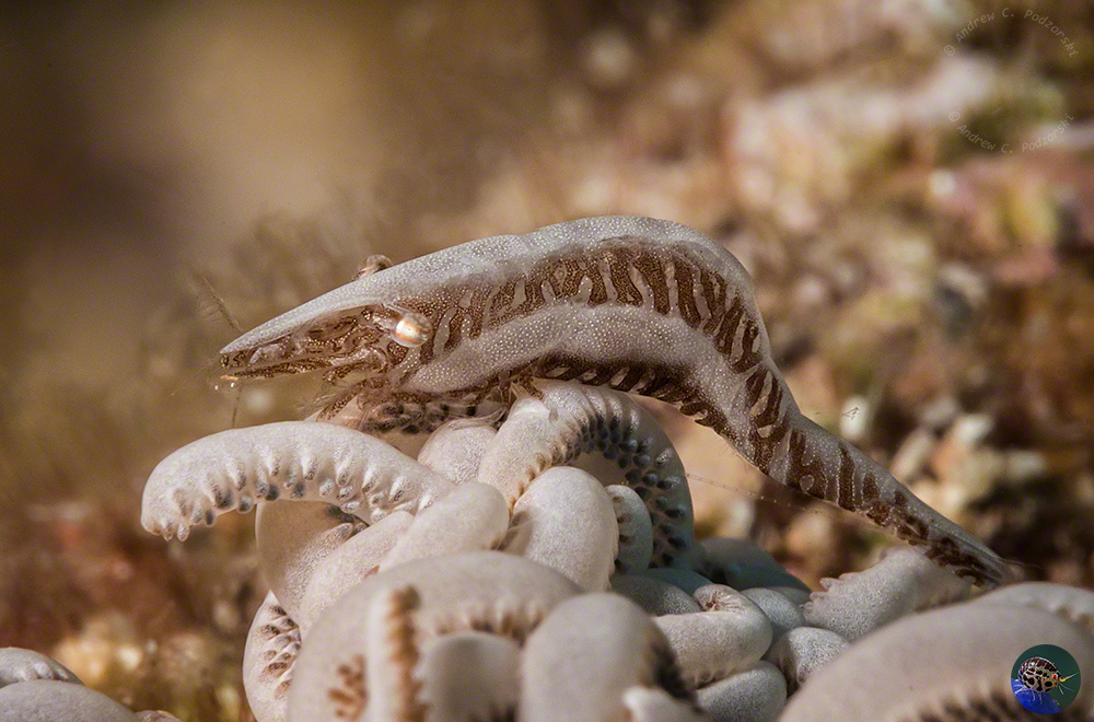 Hyppolyte commensalis - male, commensal on soft coral