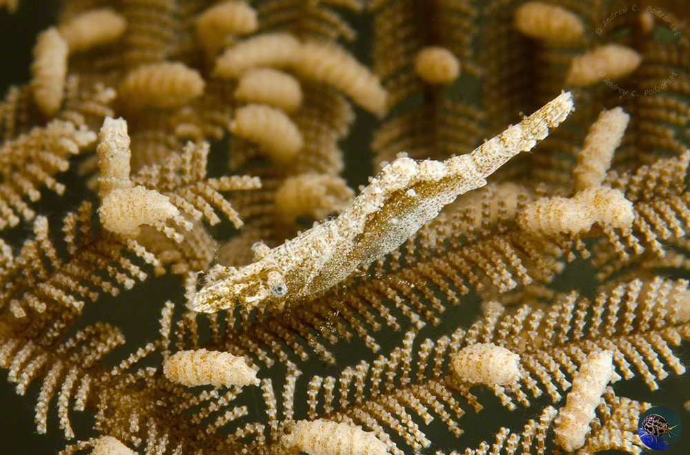 Latreutes sp. - commensal on the stinging Aglaophenia cupressina