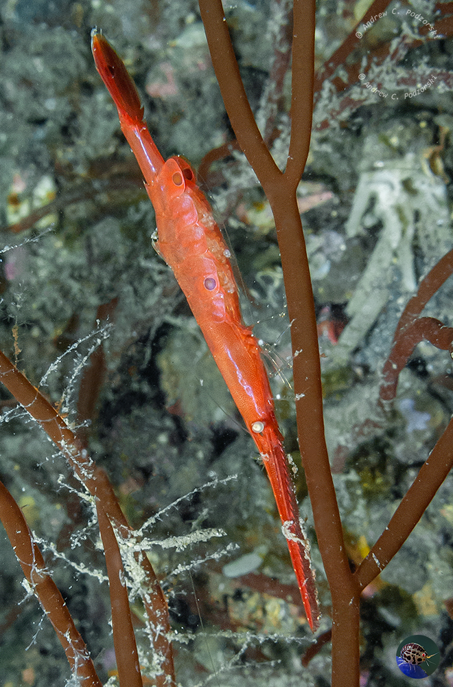 Tozeuma lanceolatum - with eggs