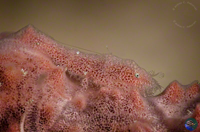 Gelastocaris paronae both the colour and pattern match the host sponge