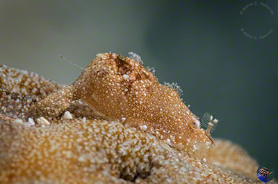 Hyppolyte sp. - mimicing the coral surface