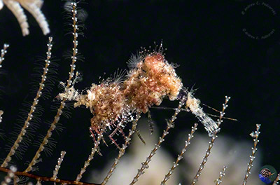 Latreutes sp. - on a bryozoan