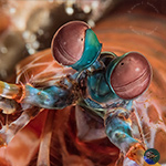 Mantis Shrimps