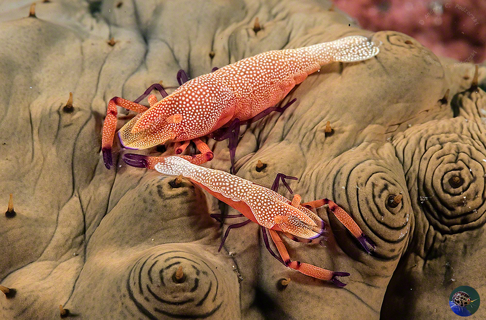 Zenopontonia imperator